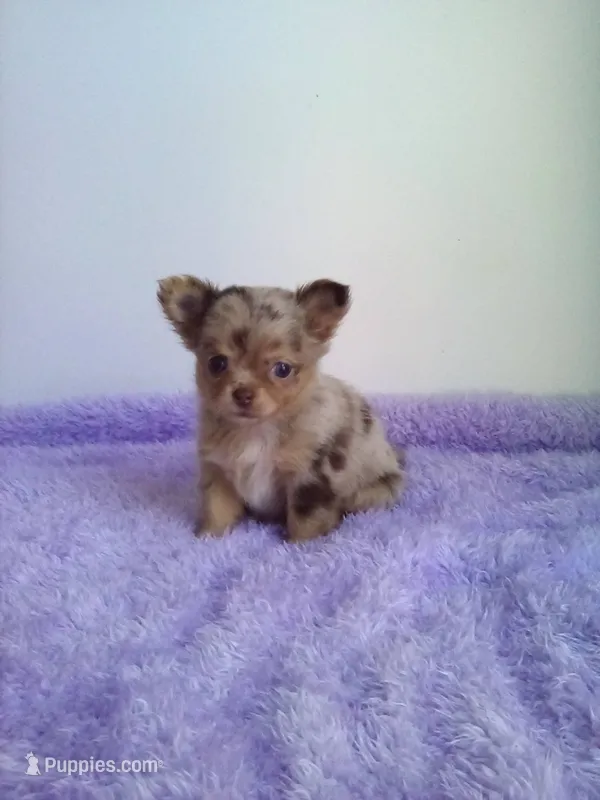 CKC Layla – Chihuahua puppy for sale in Mayslick, KY