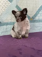 AKC Corbin, a male Chihuahua for sale in Mayslick, KY – 9 of 10