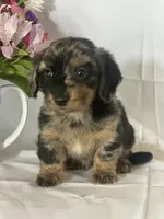 Delilah (longhaired), a female Miniature Dachshund for sale in Mayslick, KY – 7 of 7