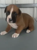 Bracey, a male Boxer for sale in Mayslick, KY – 2 of 7
