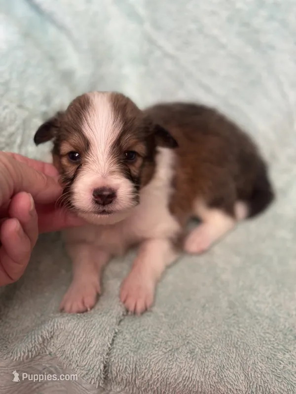 Shep – Shetland Sheepdog puppy for sale in Mayslick, KY