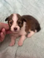 Shep, a male Shetland Sheepdog for sale in Mayslick, KY – 4 of 5