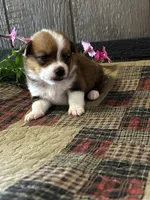 Prudence, a female Pembroke Welsh Corgi for sale in Mayslick, KY – 4 of 6