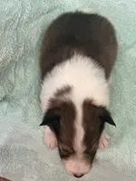 Shadow, a male Shetland Sheepdog for sale in Mayslick, KY – 4 of 5