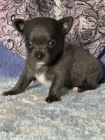 Calypso, a female Chihuahua for sale in Mayslick, KY – 3 of 5