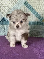 AKC Carla, a female Chihuahua for sale in Mayslick, KY – 8 of 9