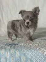 AKC Carson, a male Chihuahua for sale in Mayslick, KY – 2 of 10