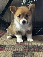 Prissy, a female Pembroke Welsh Corgi for sale in Mayslick, KY – 4 of 10