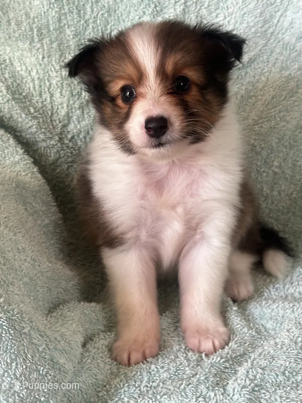 Shadow – Shetland Sheepdog puppy for sale in Mayslick, KY