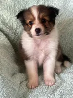 AKC Shadow, a male Shetland Sheepdog for sale in Mayslick, KY – 1 of 10