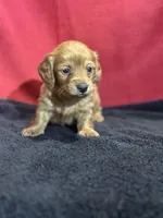 processed/f9caf3b6-4613-486a-9f69-bb9a0ba3d17f/listing/a310a574-acb8-4809-85c2-fdf7538c22bd/dc9379c1-cbb7-4c89-a5c6-afee0609a019