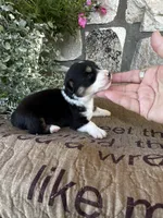 AKC Paisley, a female Pembroke Welsh Corgi for sale in Mayslick, KY – 2 of 7