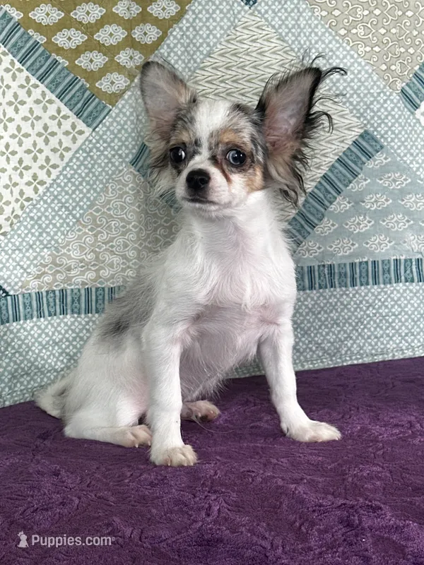 CKC Cloudy – Chihuahua puppy for sale in Mayslick, KY