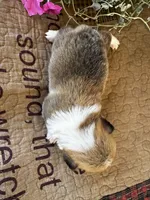 AKC Penelope, a female Pembroke Welsh Corgi for sale in Mayslick, KY – 6 of 7