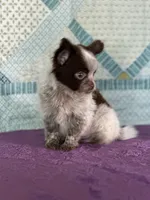 AKC Corbin, a male Chihuahua for sale in Mayslick, KY – 3 of 10