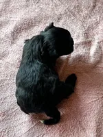 Shadow, a female Shih Tzu for sale in Mayslick, KY – Photo 5 of 5