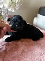 Shadow, a female Shih Tzu for sale in Mayslick, KY – Photo 2 of 5