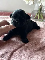 Shadow, a female Shih Tzu for sale in Mayslick, KY – Photo 4 of 5