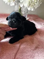 Shadow, a female Shih Tzu for sale in Mayslick, KY – Photo 1 of 5