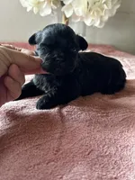 Shadow, a female Shih Tzu for sale in Mayslick, KY – Photo 3 of 5