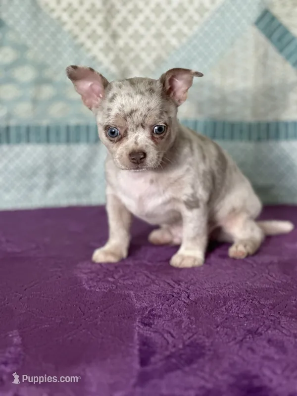 AKC Cain – Chihuahua puppy for sale in Mayslick, KY