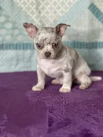 AKC Cain, a female Chihuahua for sale in Mayslick, KY – 9 of 9