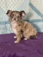 AKC Cassandra, a female Chihuahua for sale in Mayslick, KY – 10 of 10