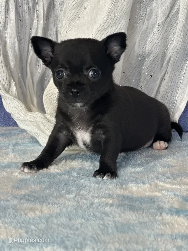 Camille – Chihuahua puppy for sale in Mayslick, KY