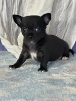 Camille, a female Chihuahua for sale in Mayslick, KY – 4 of 9