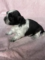 CKC Shadow, a female Shih Tzu for sale in Mayslick, KY – 3 of 6