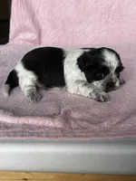 CKC Shadow, a female Shih Tzu for sale in Mayslick, KY – 4 of 6