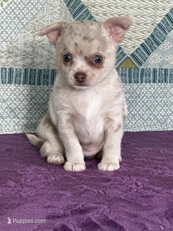 AKC Callie – Chihuahua puppy for sale in Mayslick, KY