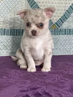 AKC Callie, a female Chihuahua for sale in Mayslick, KY – 2 of 10