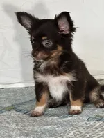 CKC Cleo, a male Chihuahua for sale in Mayslick, KY – 3 of 10