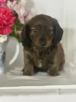 Dasher (long-haired), a male Miniature Dachshund for sale in Mayslick, KY – 4 of 10
