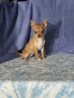 Caramel, a female Chihuahua for sale in Mayslick, KY – 1 of 10
