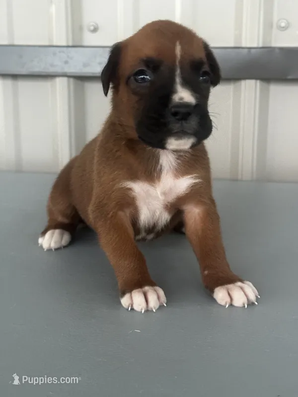 Bria – Boxer puppy for sale in Mayslick, KY