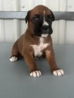 Bria, a female Boxer for sale in Mayslick, KY – 4 of 6