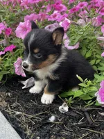Pogo, a male Pembroke Welsh Corgi for sale in Mayslick, KY – 4 of 9
