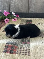Pogo, a male Pembroke Welsh Corgi for sale in Mayslick, KY – 3 of 5