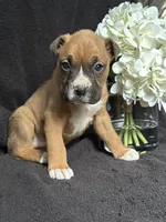 Braxton, a female Boxer for sale in Mayslick, KY – Photo 7 of 7