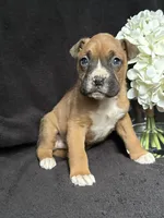 Braxton, a female Boxer for sale in Mayslick, KY – Photo 2 of 7