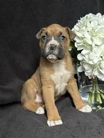 Braxton, a female Boxer for sale in Mayslick, KY – Photo 6 of 7