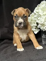 Braxton, a female Boxer for sale in Mayslick, KY – Photo 5 of 7