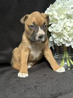 Braxton, a female Boxer for sale in Mayslick, KY – Photo 4 of 7