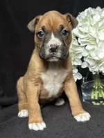 Braxton, a female Boxer for sale in Mayslick, KY – Photo 3 of 7