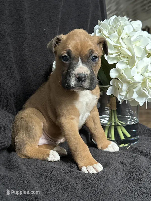 Braxton, a female Boxer for sale in Mayslick, KY – Photo 1 of 7