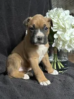 Braxton, a female Boxer for sale in Mayslick, KY – Photo 1 of 7