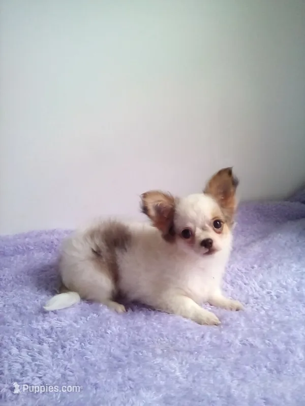 CKC Charlotte – Chihuahua puppy for sale in Mayslick, KY