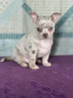 AKC Cain, a female Chihuahua for sale in Mayslick, KY – 3 of 9